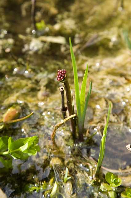 FH_VP_5056(Menyanthes trifoliata).jpg - Waterdrieblad